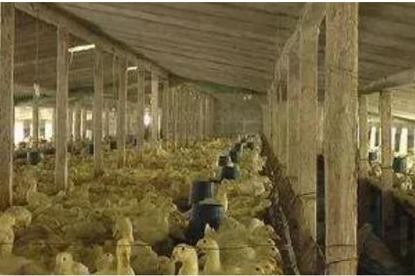 养鸭的技术，要降低养殖密度