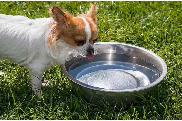 狗狗一天的喝水量,成年犬和幼犬的饮水量不同