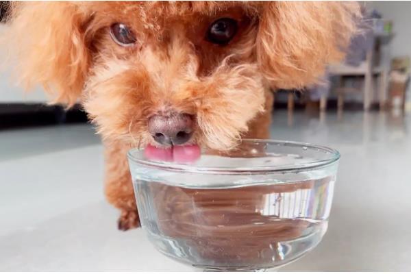 狗狗一天的喝水量,成年犬和幼犬的饮水量不同