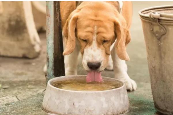狗狗一天的喝水量,成年犬和幼犬的饮水量不同