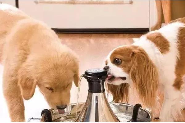 狗狗一天的喝水量,成年犬和幼犬的饮水量不同