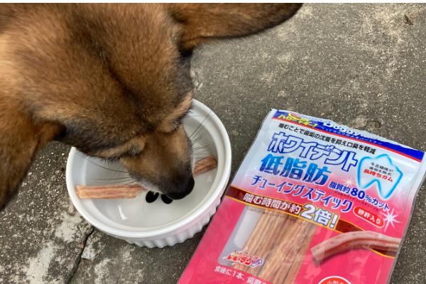 狗狗一天的喝水量,成年犬和幼犬的饮水量不同