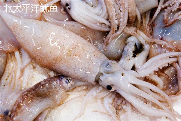 红鱿鱼的产地,主产于东南亚地区
