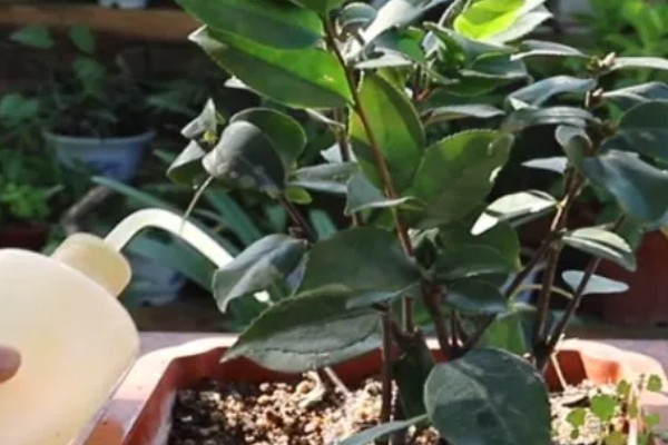 茶花杜鹃怎么养殖，施肥要遵循薄肥勤施的原则