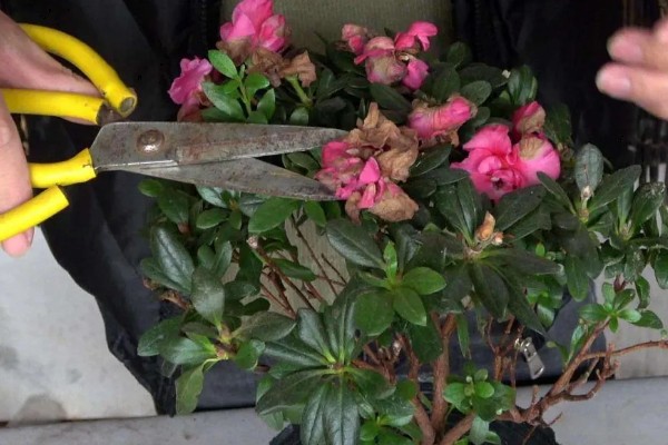 茶花杜鹃怎么养殖，施肥要遵循薄肥勤施的原则