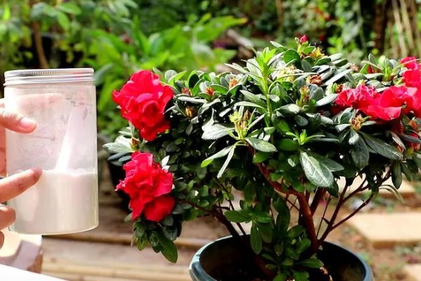 茶花杜鹃怎么养殖，施肥要遵循薄肥勤施的原则