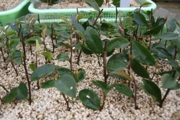 茶花杜鹃怎么养殖，施肥要遵循薄肥勤施的原则