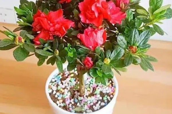 茶花杜鹃怎么养殖，施肥要遵循薄肥勤施的原则