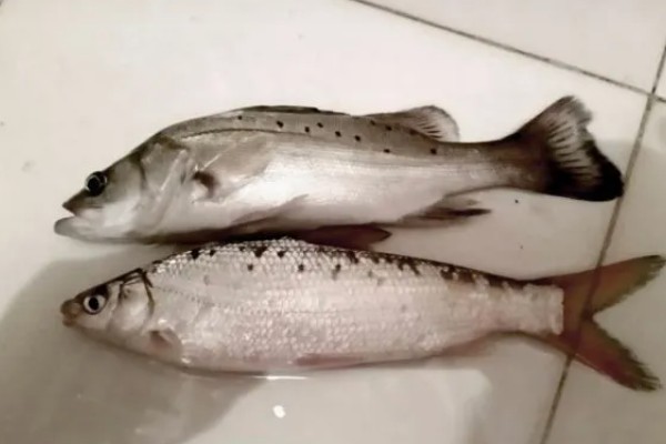 七星鲈鱼的简介，学名叫做花鲈