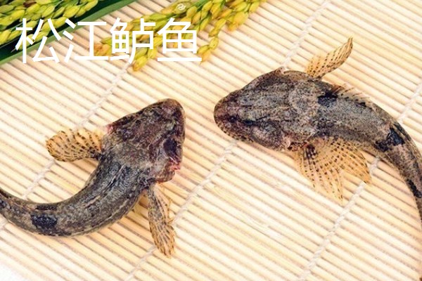 七星鲈鱼的简介，学名叫做花鲈