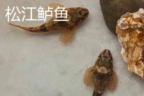 七星鲈鱼的简介，学名叫做花鲈