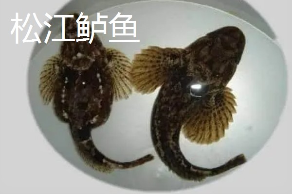 七星鲈鱼的简介，学名叫做花鲈