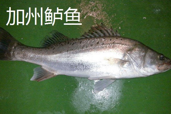 七星鲈鱼的简介，学名叫做花鲈