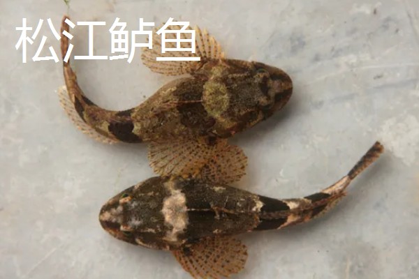 七星鲈鱼的简介，学名叫做花鲈