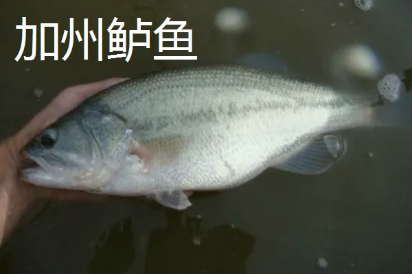 七星鲈鱼的简介，学名叫做花鲈