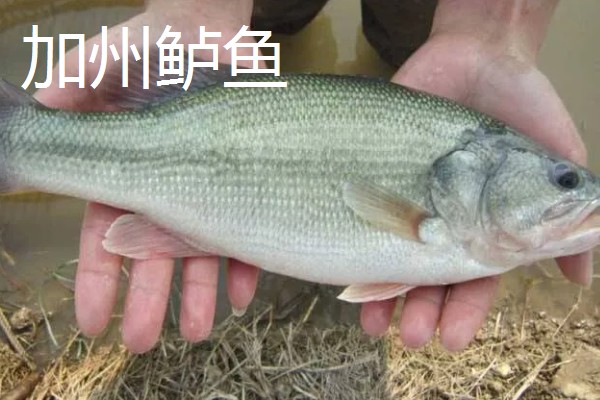 七星鲈鱼的简介，学名叫做花鲈