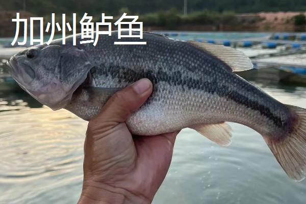 七星鲈鱼的简介，学名叫做花鲈