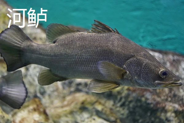七星鲈鱼的简介，学名叫做花鲈
