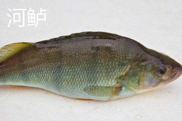 七星鲈鱼的简介，学名叫做花鲈