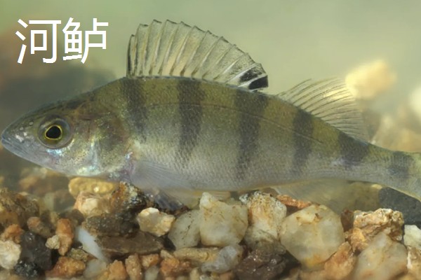 七星鲈鱼的简介，学名叫做花鲈
