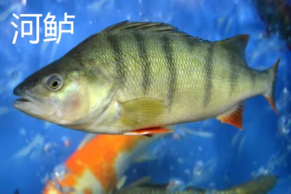 七星鲈鱼的简介，学名叫做花鲈