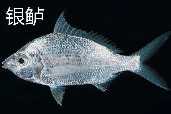 七星鲈鱼的简介，学名叫做花鲈