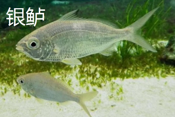 七星鲈鱼的简介，学名叫做花鲈