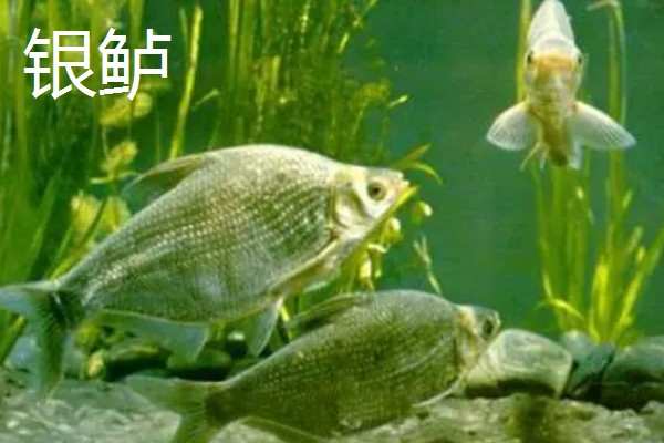 七星鲈鱼的简介，学名叫做花鲈