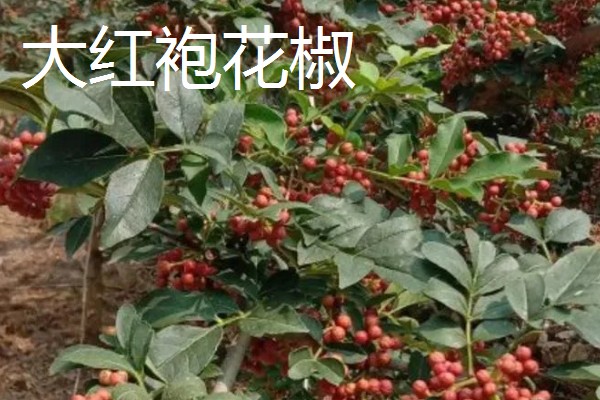 大红袍花椒与花椒有什么区别，枝叶、花朵、果期都不同