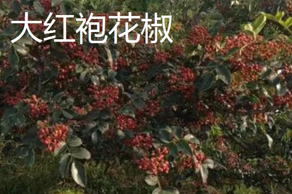 大红袍花椒与花椒有什么区别，枝叶、花朵、果期都不同