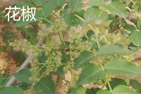 大红袍花椒与花椒有什么区别，枝叶、花朵、果期都不同