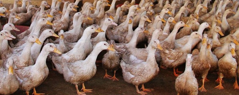 养鸭的技术，要降低养殖密度