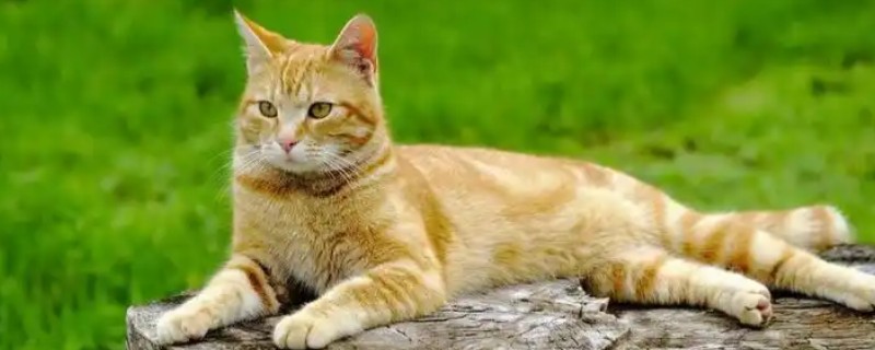 小猫打妙三多的副作用，会出现低烧、嗜睡等