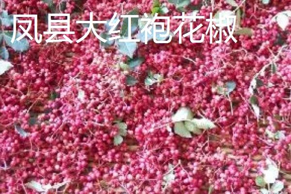 大红袍花椒与花椒有什么区别，枝叶、花朵、果期都不同