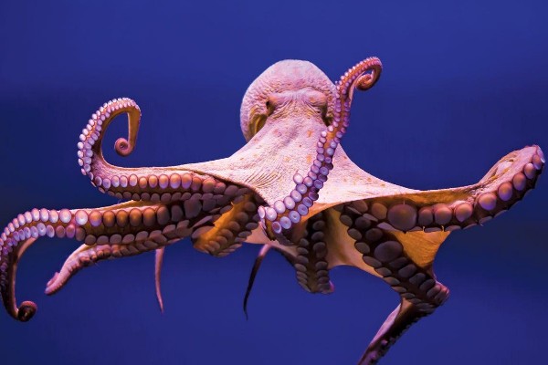 章鱼有几只脚,章鱼有8只脚