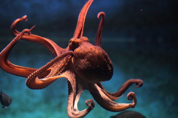 章鱼有几只脚,章鱼有8只脚