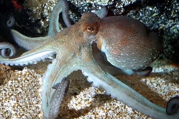 章鱼有几只脚,章鱼有8只脚