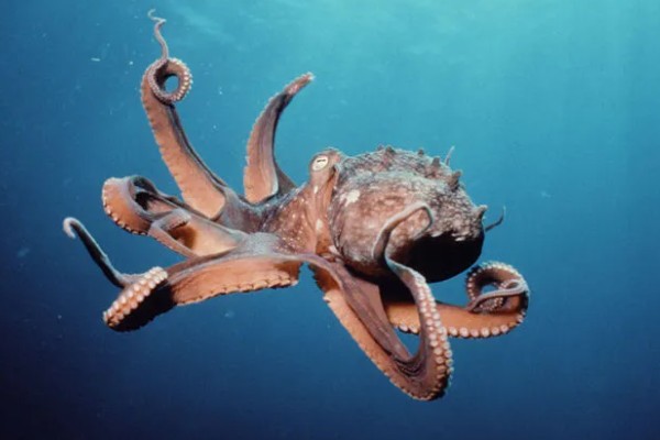 章鱼有几只脚,章鱼有8只脚