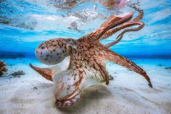 章鱼有几只脚,章鱼有8只脚