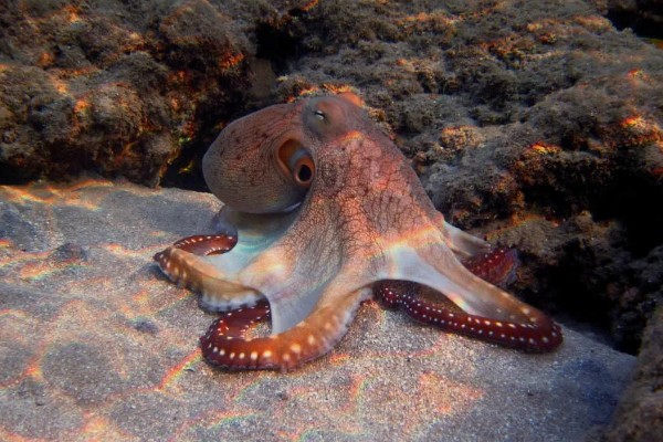 章鱼有几只脚,章鱼有8只脚