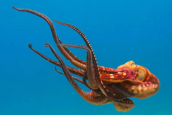 章鱼有几只脚,章鱼有8只脚