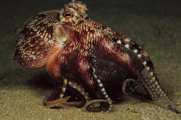 章鱼有几只脚,章鱼有8只脚