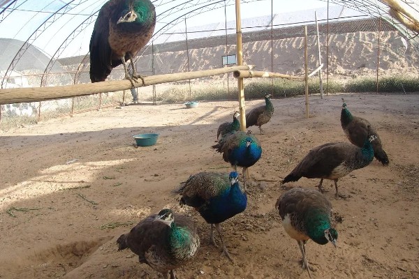 孔雀有哪些生活习性,临近傍晚时觅食活动较为频繁