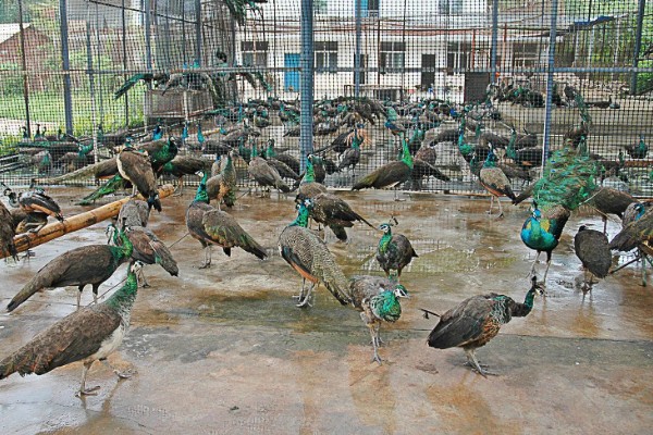 孔雀有哪些生活习性,临近傍晚时觅食活动较为频繁