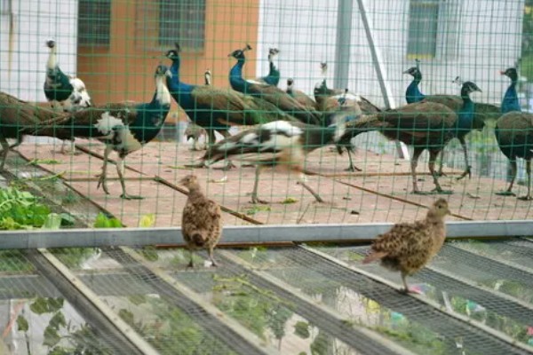 孔雀有哪些生活习性,临近傍晚时觅食活动较为频繁
