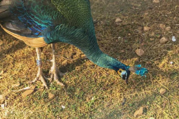 孔雀有哪些生活习性,临近傍晚时觅食活动较为频繁