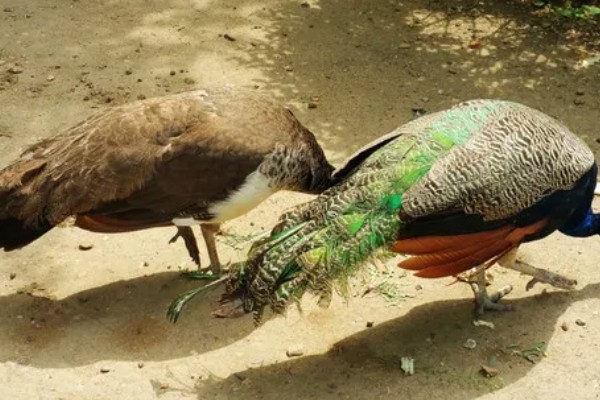 孔雀有哪些生活习性,临近傍晚时觅食活动较为频繁