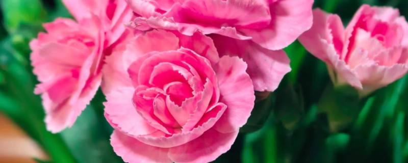 康乃馨的颜色寓意，红色寓意崇拜、赞赏、热情等