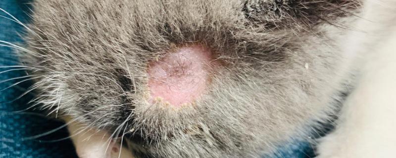 出现猫癣的原因，接触病猫、环境潮湿都有可能发病