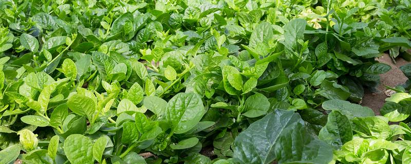 为什么菠菜长得慢，可能是温度过高所致